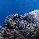 [할인]전종대의 <시, 감성과 이성의 점프>(수)14:30 | 필리핀 세부 오슬롭 고래상어 투어 모알보알 캐녀닝 오캐모팩 추천