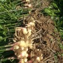 호명농장 이미지