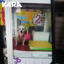 인형뽑기나라