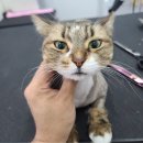 아꼬운몽 이미지