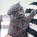 퍼피캣 강아지분양 인천루원시티점 이미지