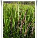 쇠똥구리 마을 이미지