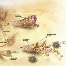 타우 카카오 검색결과