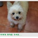 비비펫 동물병원 이미지