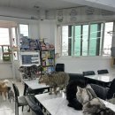 아잉독 애견카페 이미지