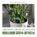 블레스블룸 | 블레스블룸 신혼집 공기정화식물 금전수 후기 | 냉해 물주는법