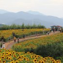 제 11회 강주해바라기축제 이미지