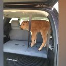 Yellowstone Bison Calf Euthanized After Visitors Reportedly Tried to Rescue It Because It Looked ColdBy Enjoli Francis 이미지