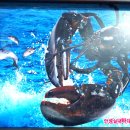 안성실내바다낚시터 이미지