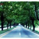 청주가로수길 이미지