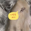 나만 애 동물병원 이미지