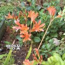 백양 이미지