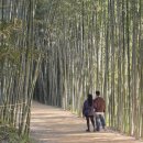 군청 메타세콰이어길 이미지