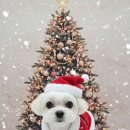 울알라애견미용 이미지