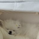 cozy mung | 강아지 용품 | 드라이브 필수템 반려견 카시트 "바앤땅 코지 멍시트"