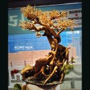 큐브트리 이미지