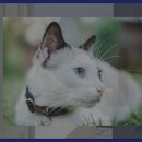 알펜시아관광단지 이미지