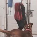 꼬리 흔드는 강아지 이미지