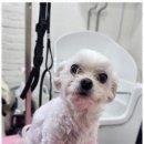 예쁘개 이미지