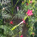 제주 우찌 이미지