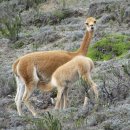A history of the Ecuadorian vicuña 이미지
