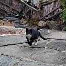 네임드 살롱 | 중휴림 프라이빗 겨울 노천탕 숙소, 솔궁 살롱드 중 후기 (feat. 고양이)