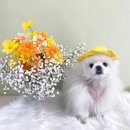 머뭄 애견유치원 | [머뭄 유치원] 강아지 유치원 등원 후기