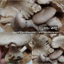 서리버섯 무침과 자연산 느타리버섯 무침 이미지