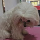 윤퍼피살롱 이미지