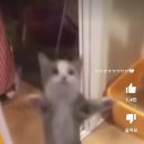해피캣 이미지
