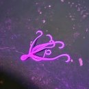 오이시타코 이미지