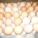 광일농장 이미지