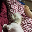 ZOOM안경&콘텍트 이미지