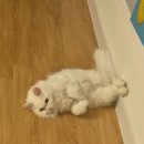 엠오바이오 이미지