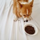 창대사료 이미지