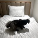 회원펫 | 소노캄 경주 펫동반, 소노호텔앤리조트 펫룸 이용 후기