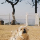 쉼표고성 이미지