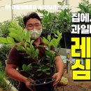 법인과일나무