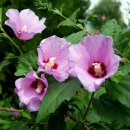 존 스타인벡의 소설, 분노의 포도(The Grapes of Wrath)에 등장하는 로져샨(Rosasharn)은 샤론의 장미, 무궁화 이미지