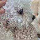 용성동물병원 | 강아지아토피 다이소제품 견세린 피부보습 후기