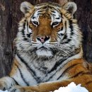 만 마리의 호랑이 이미지