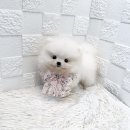 오독안심분양센터 강아지분양 고양이분양 하남점 이미지