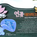 7월 22일 ( 월 ) 시흥 연꽃 테마 파크 (관곡지 연꽃 ) 보러 갑니다 이미지