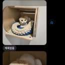 고양이미용호텔_미야옹 이미지