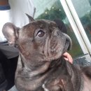 펠리스빼로 | 용인 반려견 카페 펠리스빼로 후기 ♪