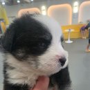 멍쉬멜로 이미지