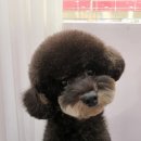 도블리펫 이미지