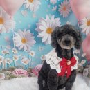 꽃보다 Dog 이미지