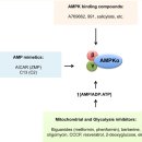 Re:Re:AMPK: mechanisms of cellular energy sensing and restoration of metabolic balance 이미지