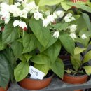 허브나라농원 이미지